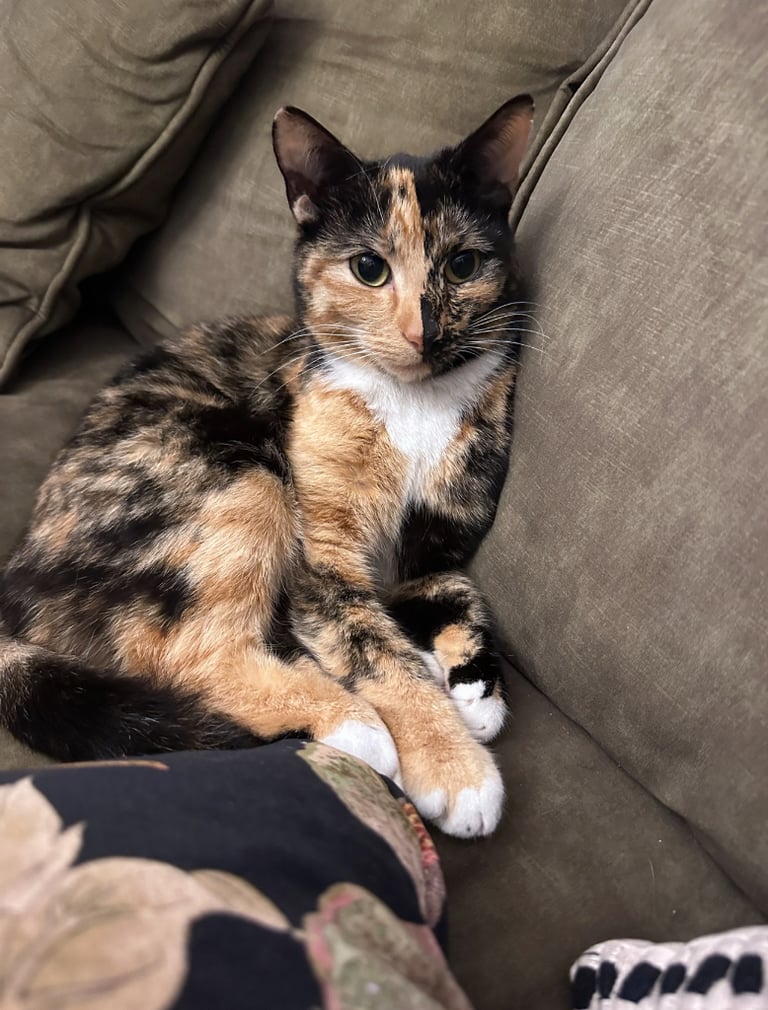 Very rare chimera cat for rehoming to the right home | in Oxton ...