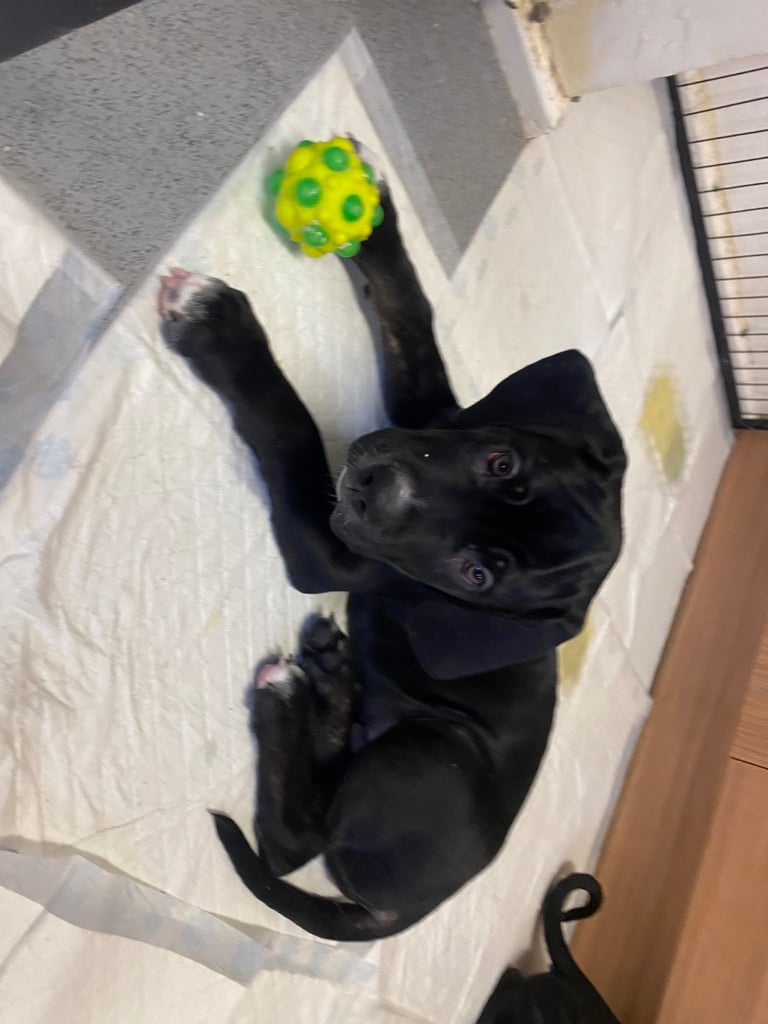 Beautiful 12-Week-Old Cane Corso Puppies Ready for Their New Homes