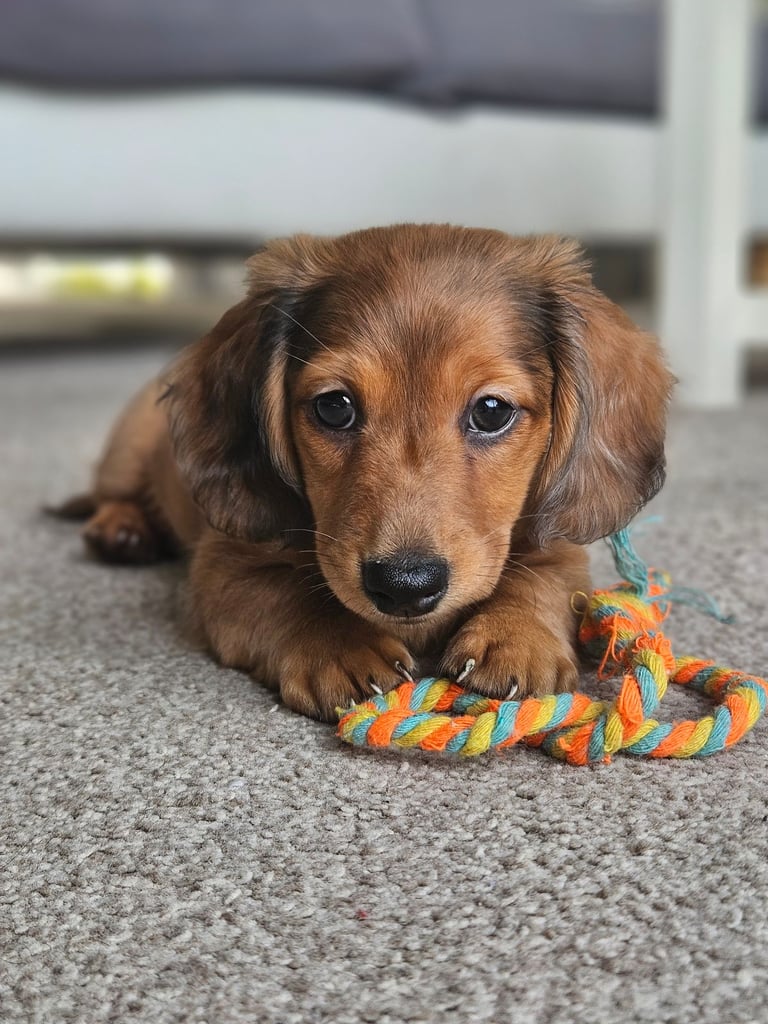 Miniature Dachshund Puppies 1 left