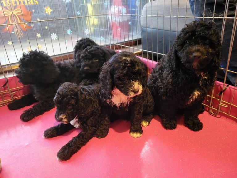 Miniature Poodle puppies 
