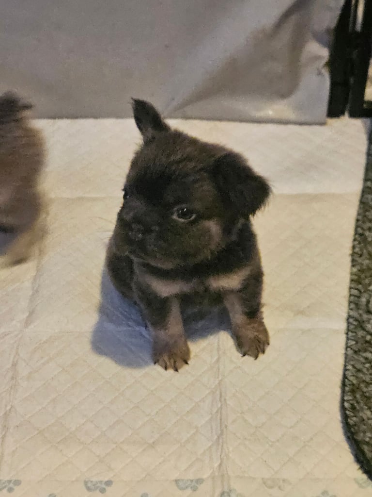 Fluffy frenchbulldog puppies 