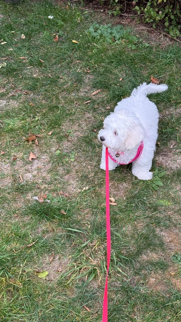 Maltese puppy
