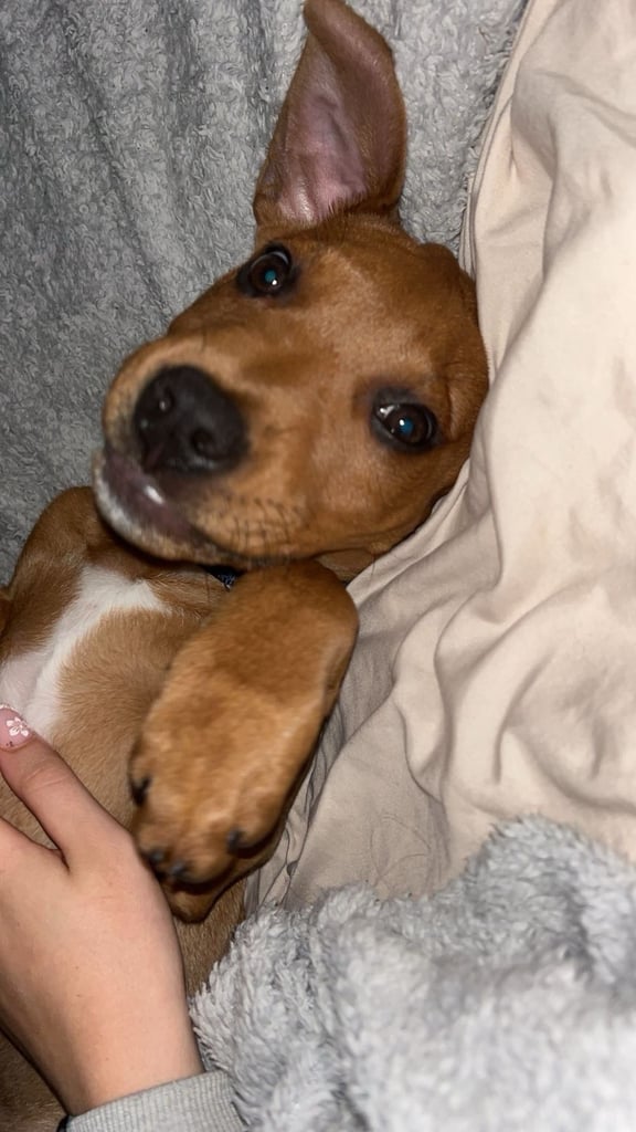 Pup for sale (urgent)
