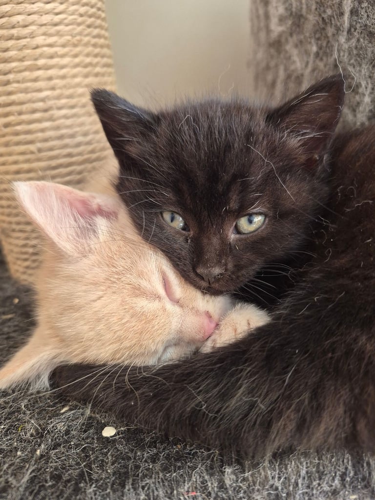 Gorgeous kittens for forever homes
