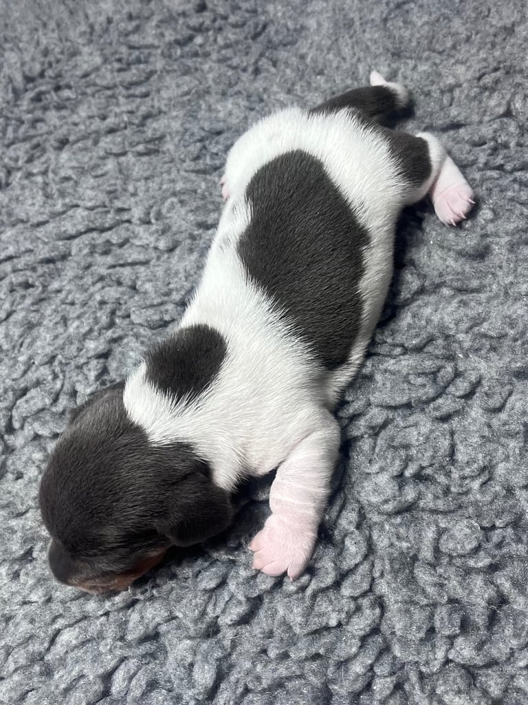 Miniature dachshunds