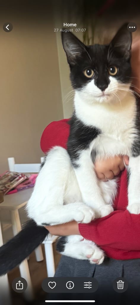 Male cat