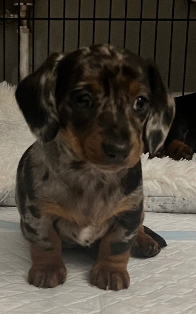 image for Mini dachshund puppies