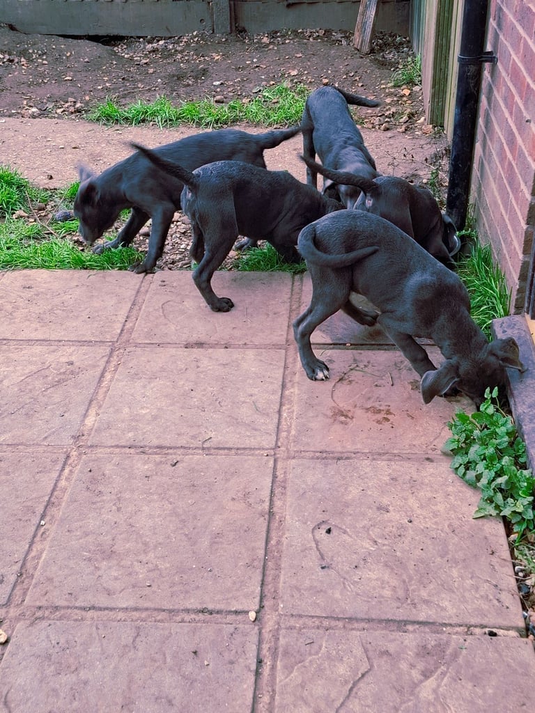**REDUCED** 2 left Pure Cane Corso puppies (Blue) 2 females left 