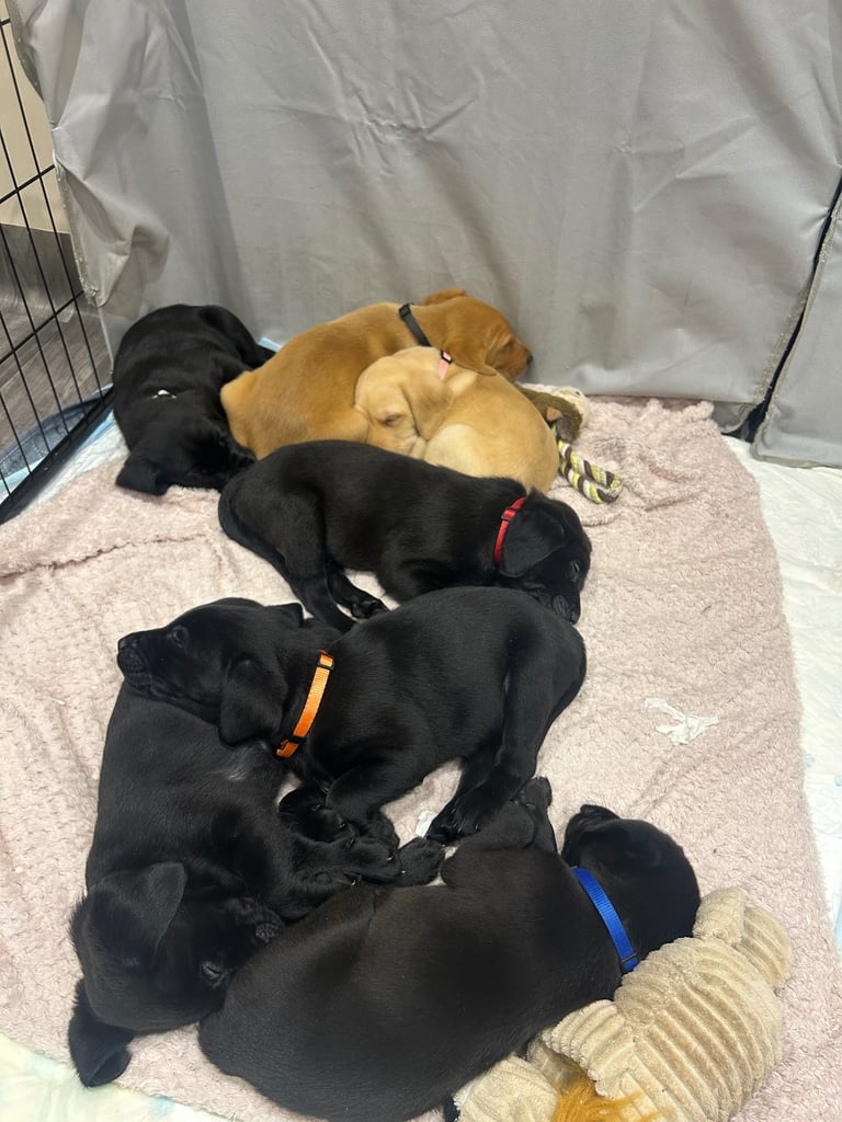 Pedigree Lab puppys