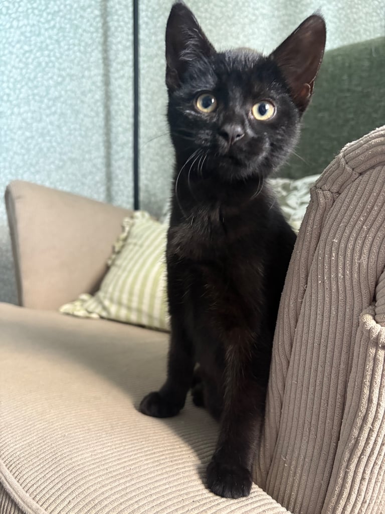 3 kittens for sale - All girls 