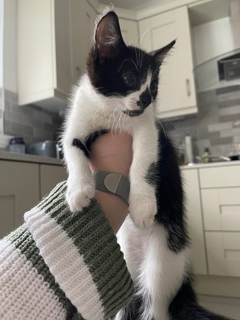 image for Female Kitten