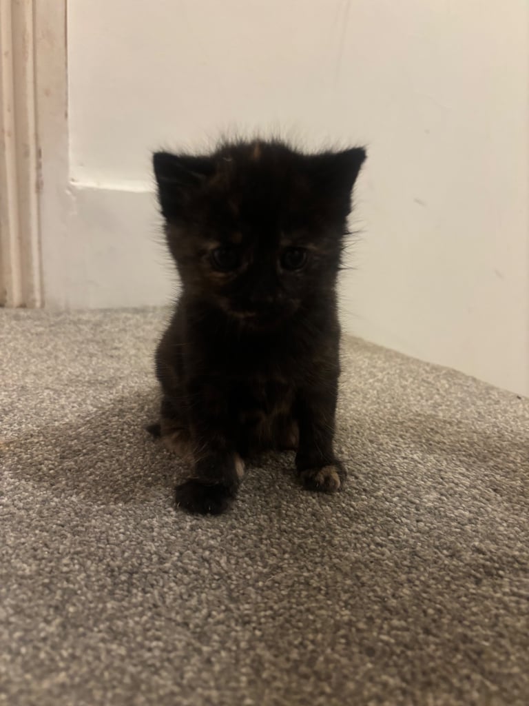 Adorable Kittens For Sale
