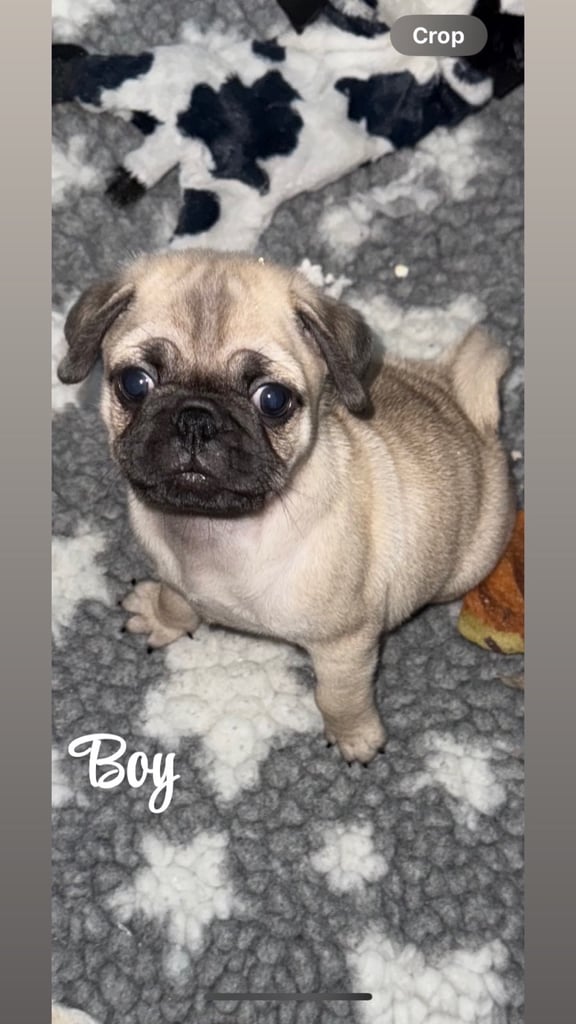 Pug puppies **only boy left** fully vaccinated ready to go 