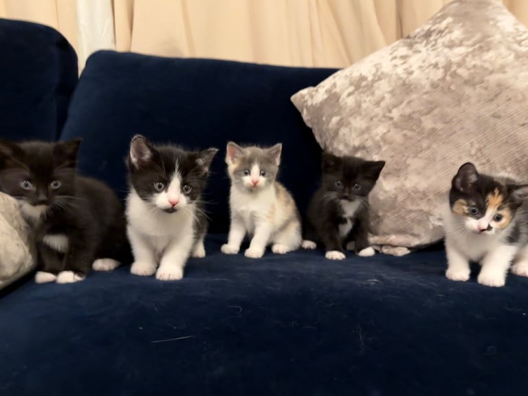 image for Last boy remaining - ragdoll cross kittens for sale 
