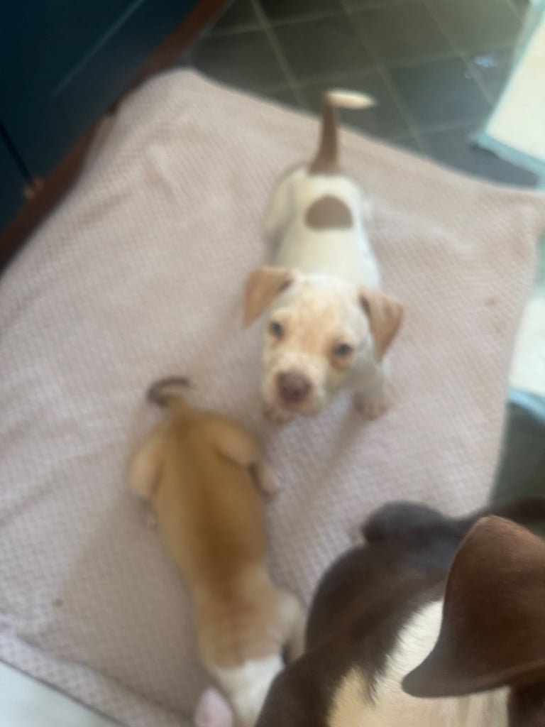 Beautiful American bulldogs 