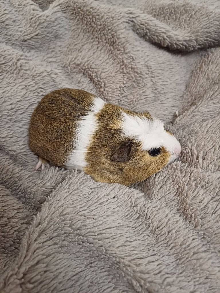 1 Adorable Female Baby Guinea Pig