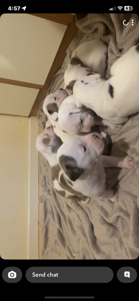 American Bulldog puppies for Sale 