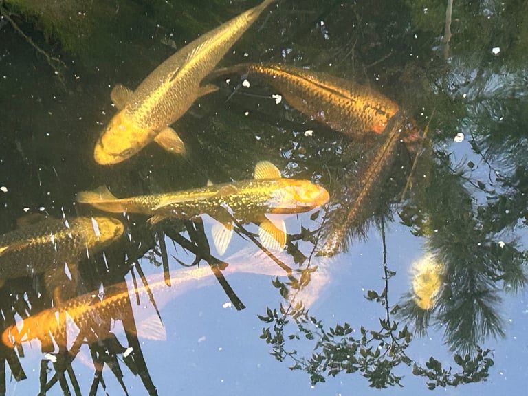 8x Koi carp for sale price per fish