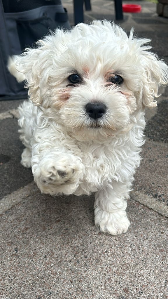 Bichon Frise 