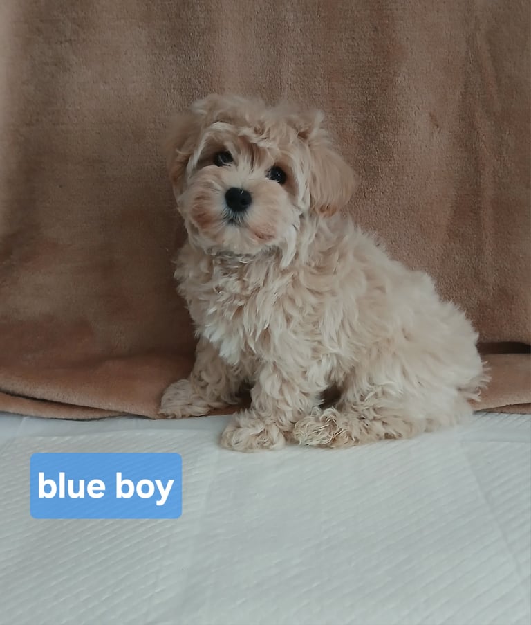 Stunning maltipoo pups 