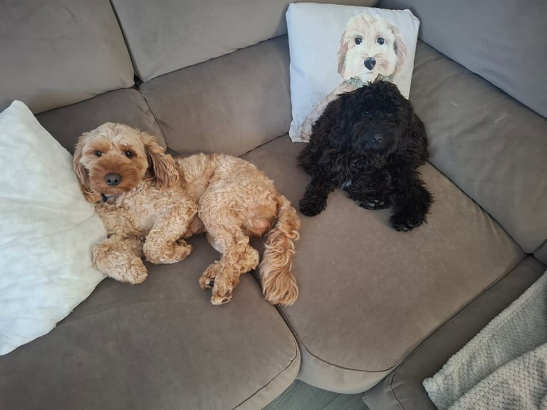 image for Cockapoo girl