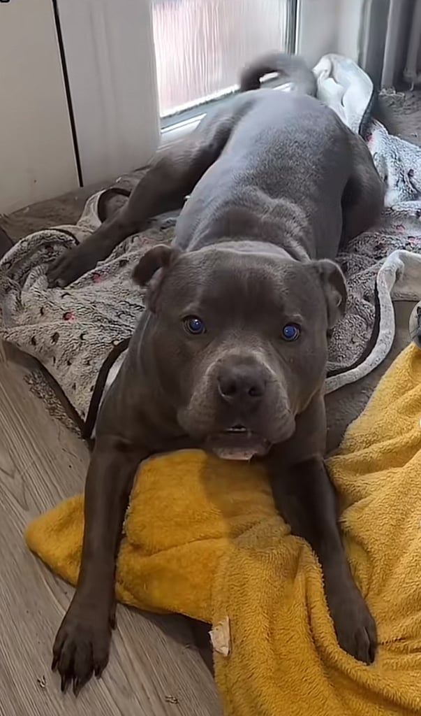 image for Beautiful two year old blue staffy 
