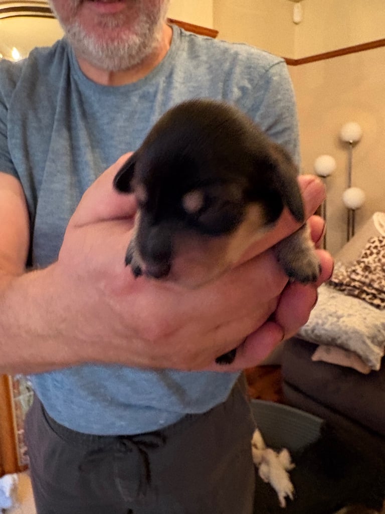 Miniature Long Haired Dachshund Puppies