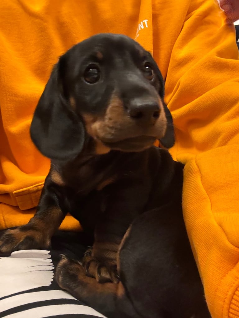 9 month old miniature daschund