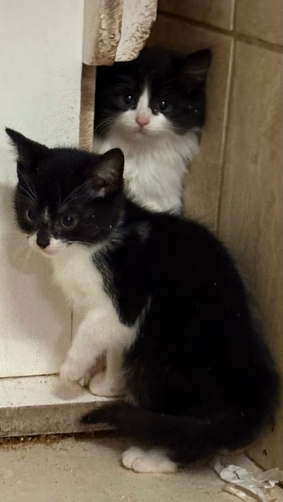 Kittens ready now 