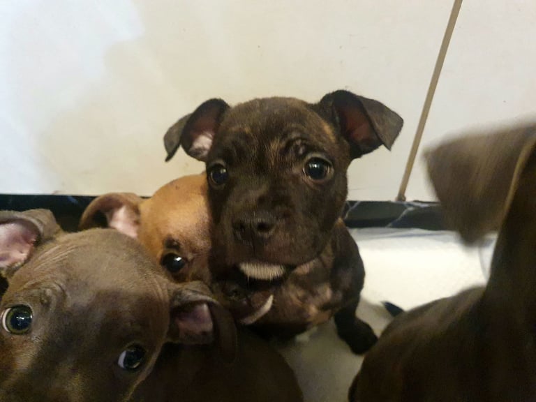 Frenchie x Staffy ( Puppies ) 
