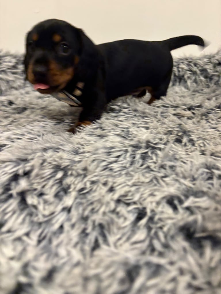 Male miniature dachshund 
