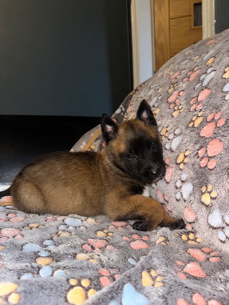 🚨 Exceptional Belgian Malinois Puppies! 🚨