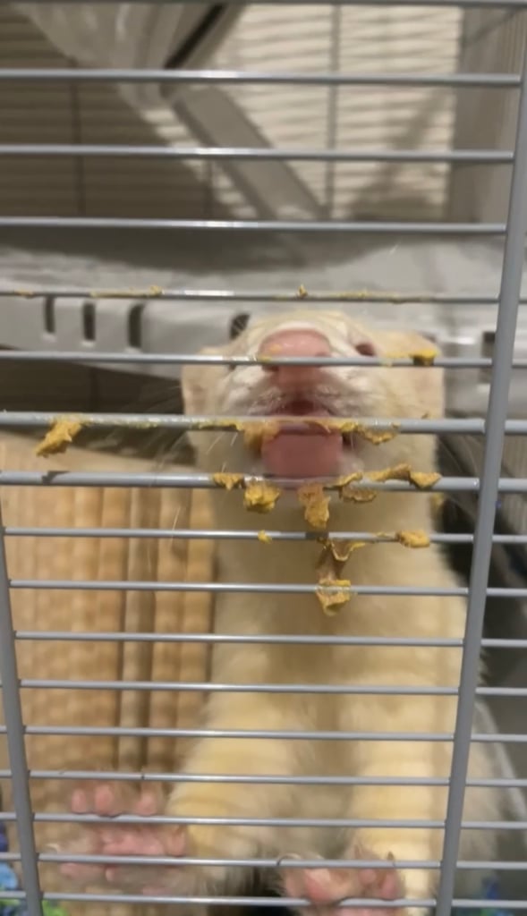 ALBINO MALE FERRETS (cage, food, cleaning products and toys included, hence the price)