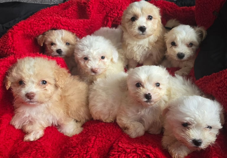 Bichon puppies 