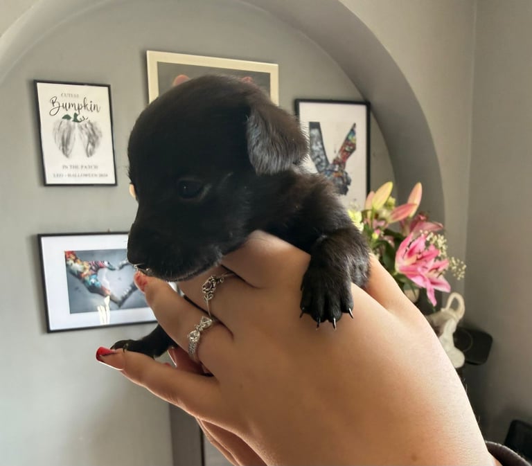 9 * 1 girl left *beautiful dachshund cross pom puppies 