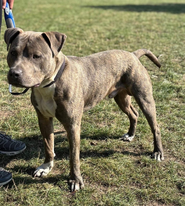 Male Staffie