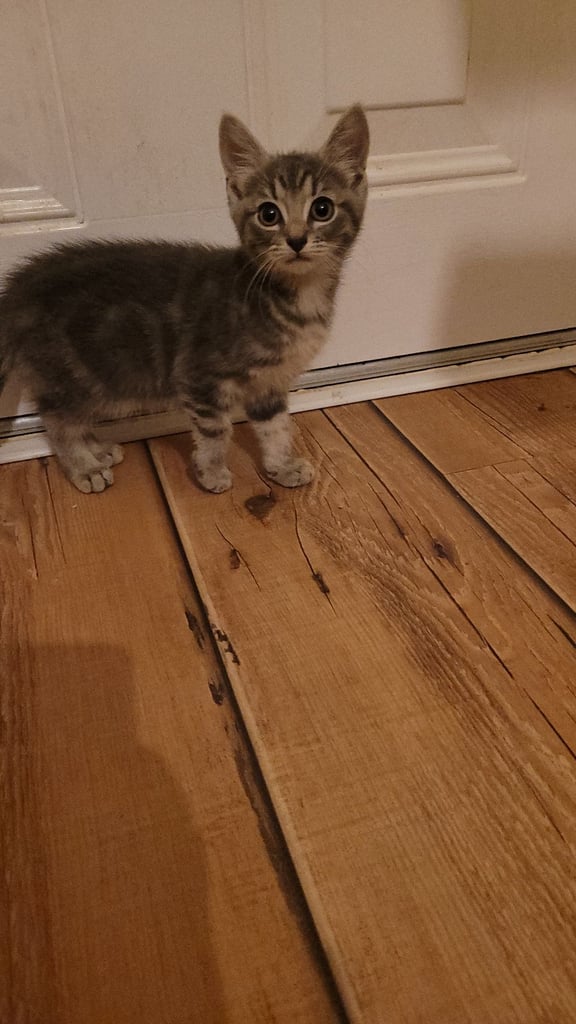 3 Ragdoll maine-coon x Blue Russian kittens ready to go. £350