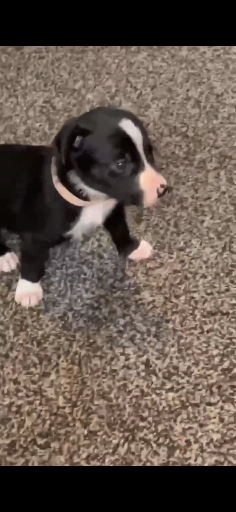 Puppies 