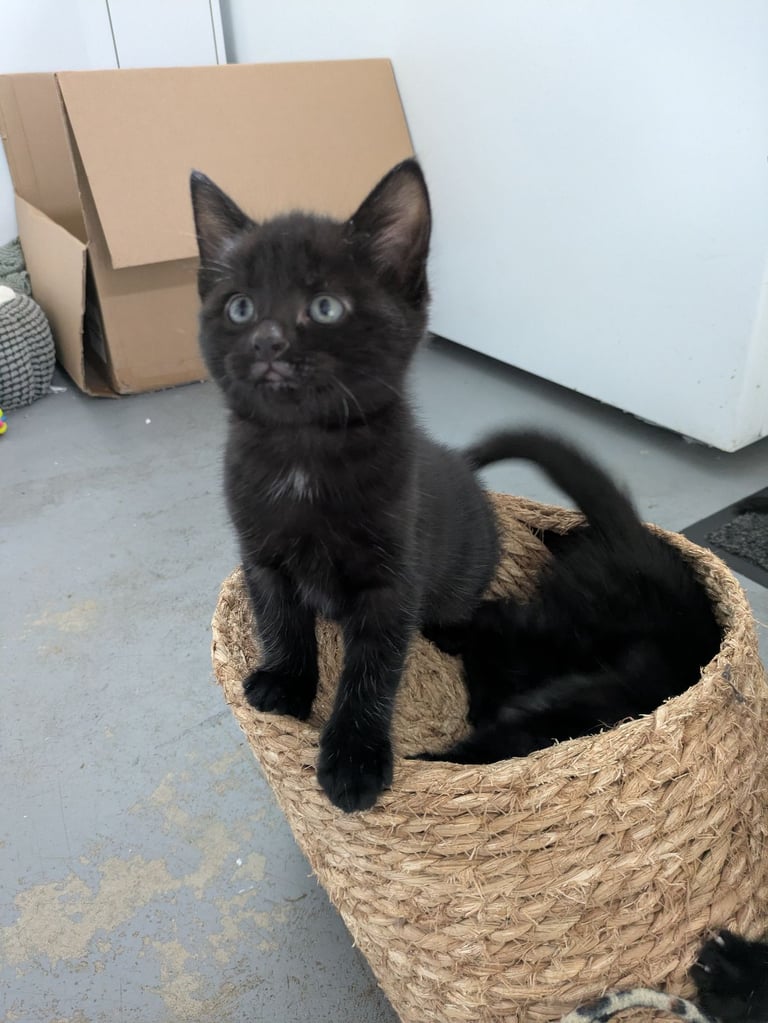 5 black kittens for sale xx