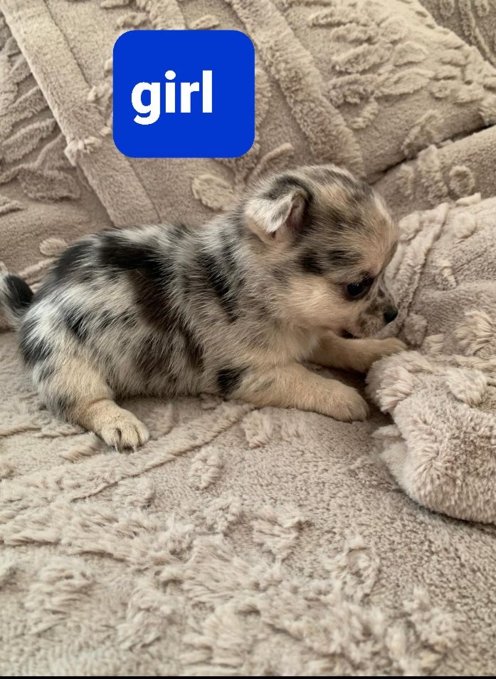 Pomchi