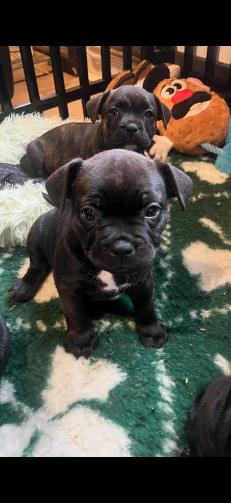 French bull dog X Staffordshire bull terrier
