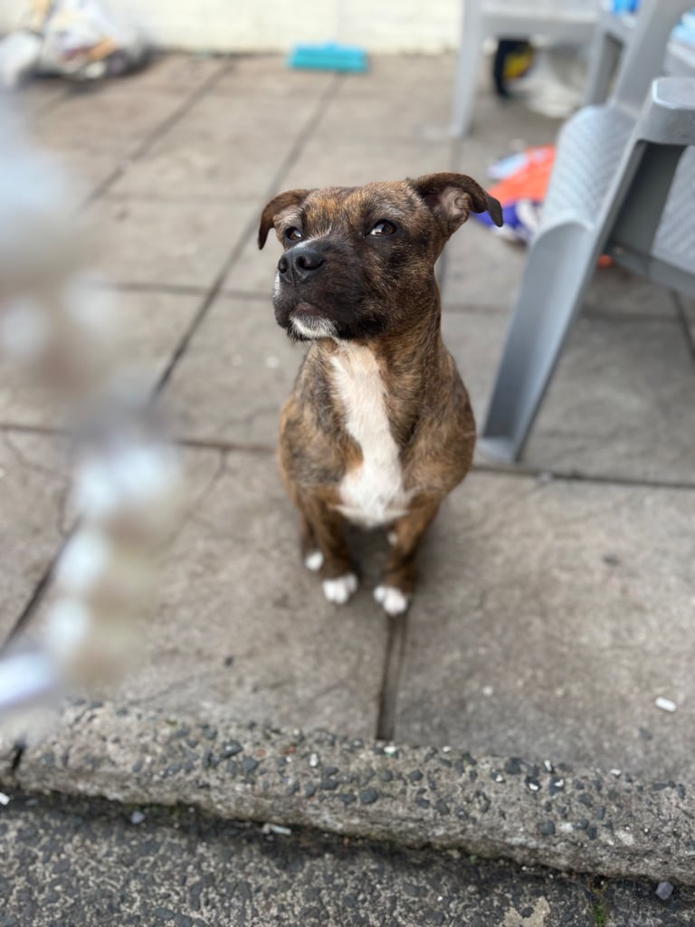 Staffy mix 