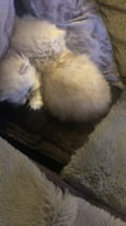 Silver Persian chinchilla kittens 
