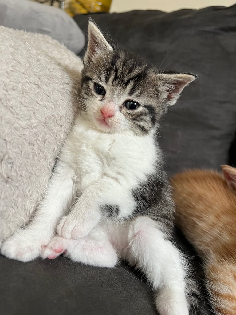 image for Adorable Kittens Looking for Their Forever Homes! 