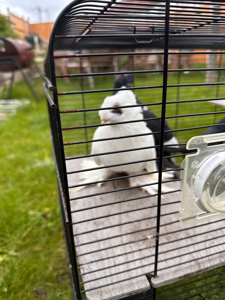 Beautiful Pigeons 