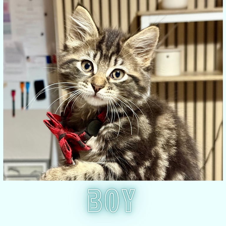 Stunning Ragamuffin X Main Coon Kittens