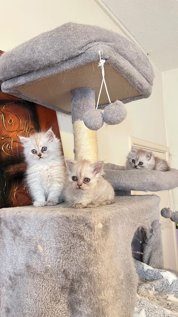 Ready to go Persian kittens 