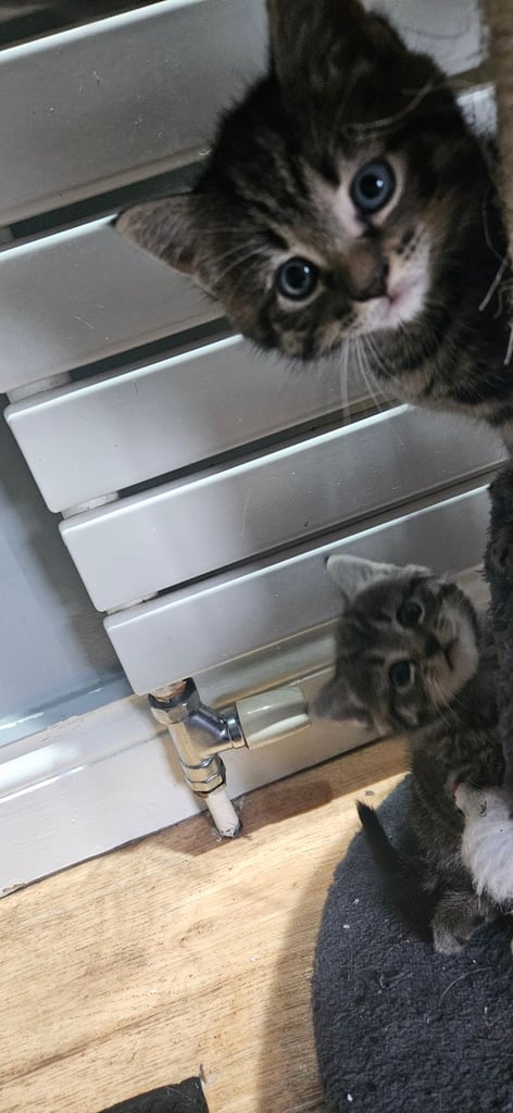  Siberians  long haired kittens 😸  2 GIRLS 1 BOY 