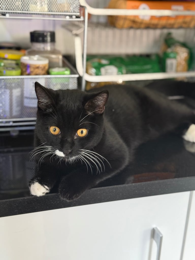 Kitten (Smudge) 6 Months old British short hair cross 