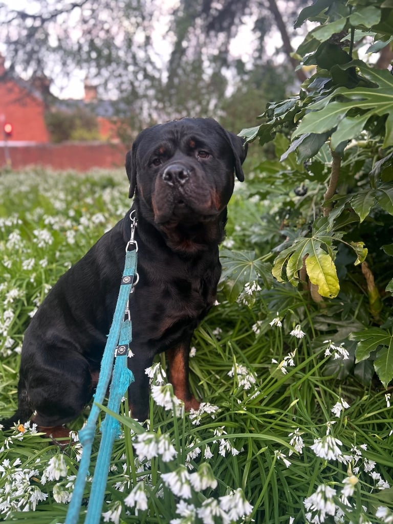 Rusty the Rottweiler 